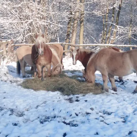 Rancho Vaquera * 波兰尼卡-兹德鲁伊